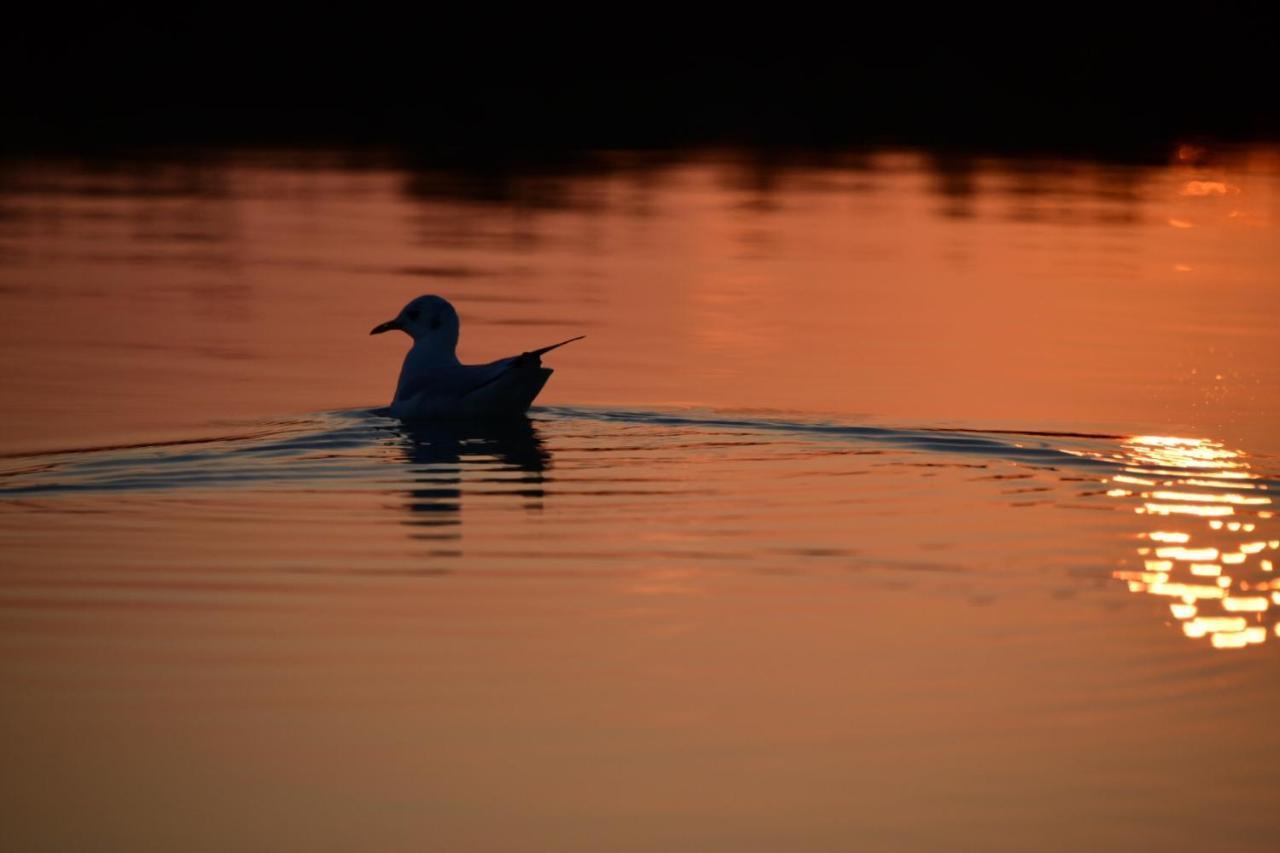 Agriturismo Venice Photobirding Tessera Eksteriør billede