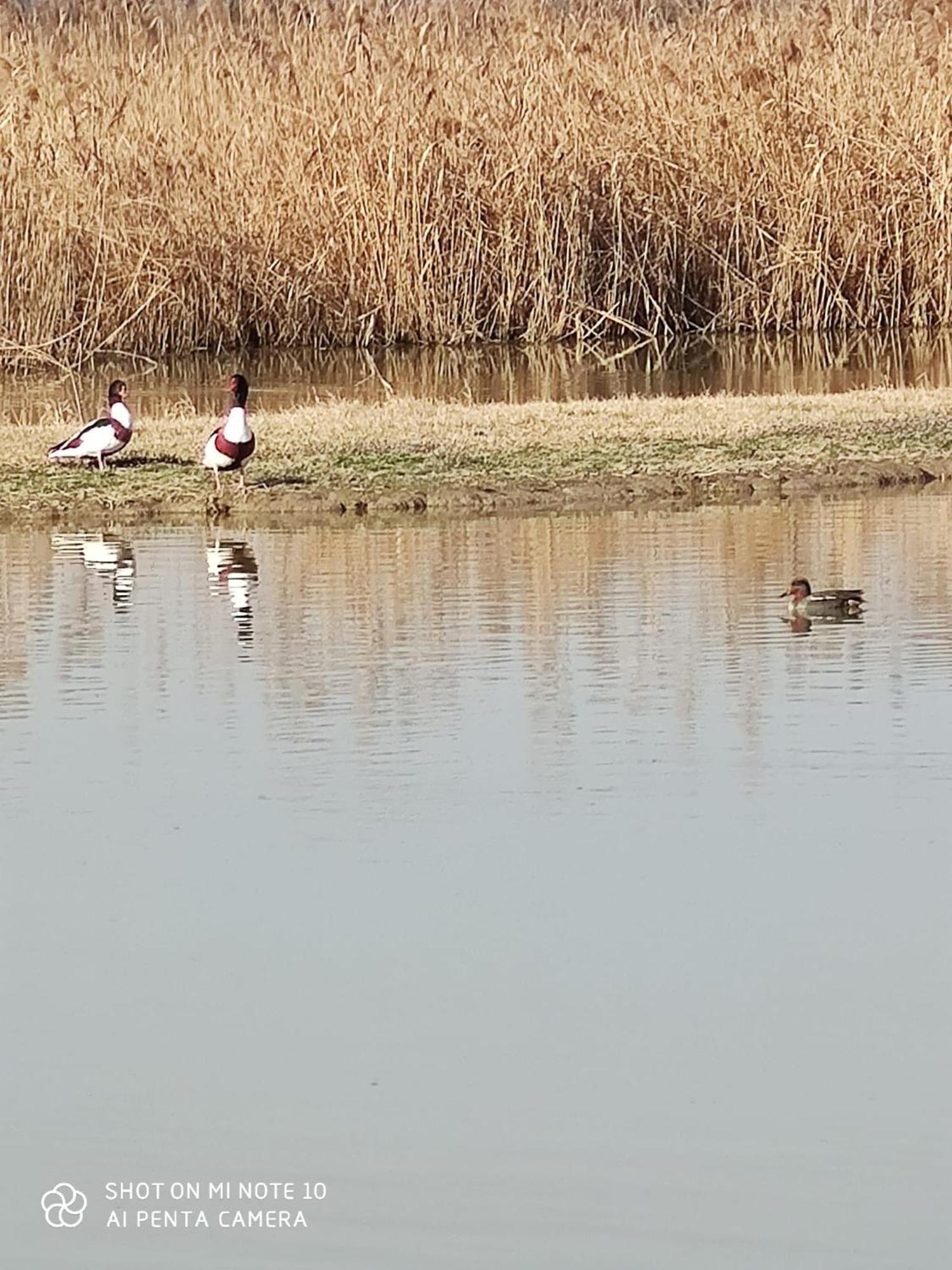 Agriturismo Venice Photobirding Tessera Eksteriør billede